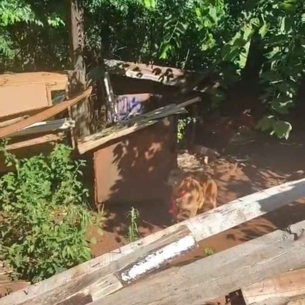 Carazinho: Situação crítica envolve cães abandonados em área de antigo aterro desativado