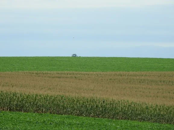 Clima colabora para o bom andamento da safra de verão