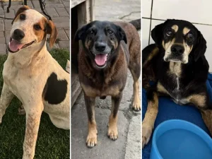 Entenda mais sobre os recentes casos de violência contra cachorros