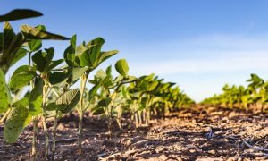 Farsul pede ampliação do Calendário de Semeadura