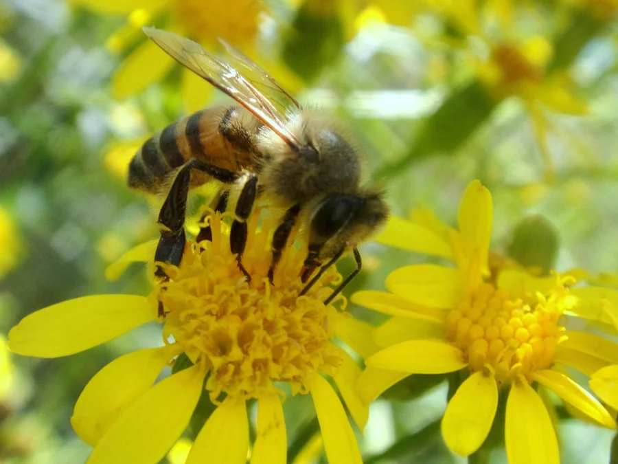 Mel gaúcho na expectativa de atender à União Europeia