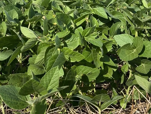 Plantio da soja se encaminha para o final nas lavouras gaúchas