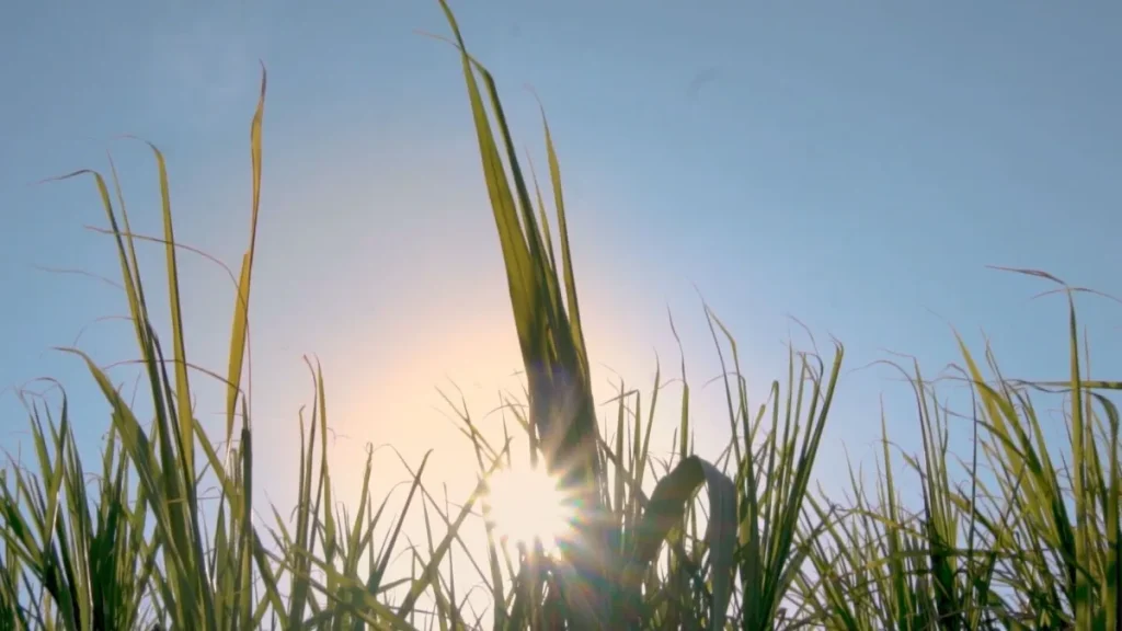 Novas perspectivas para o etanol: muito além do uso automotivo