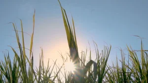 Novas perspectivas para o etanol: muito além do uso automotivo