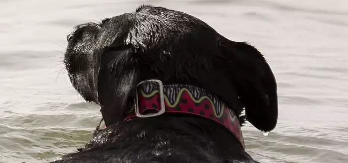 Idoso que matou cachorro afogado com pedra amarrada no pescoço é preso no interior do Rio Grande do Sul
