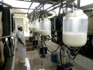 Preços do leite acumulam queda de 25,8% em 2025