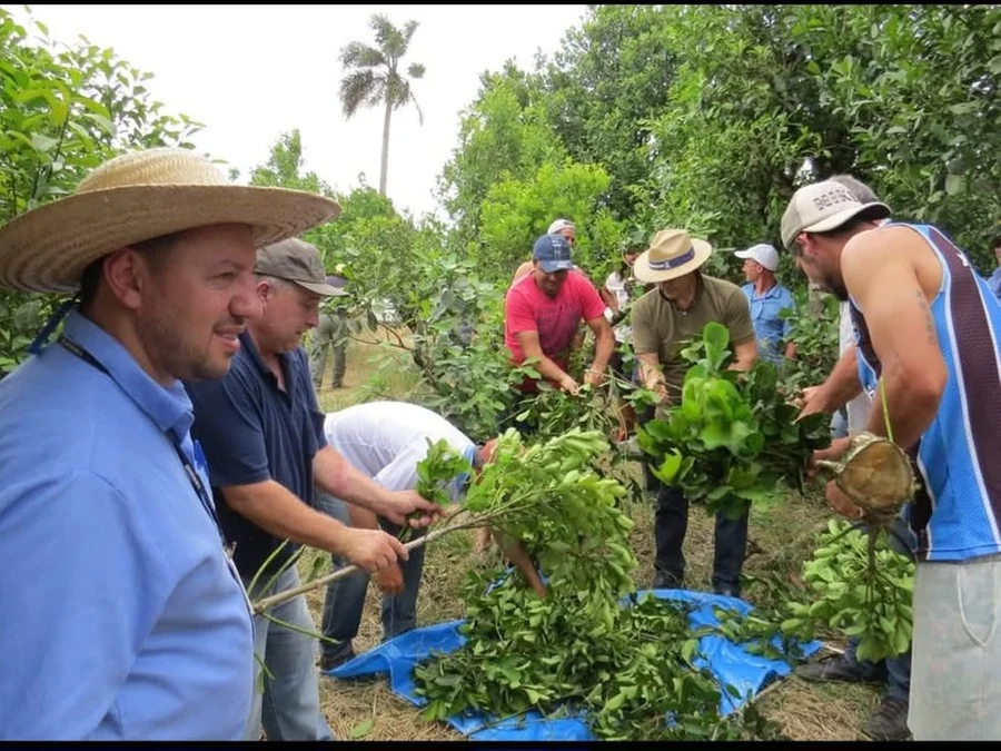 Curso de boas práticas agrícolas da erva-mate agora é gratuito