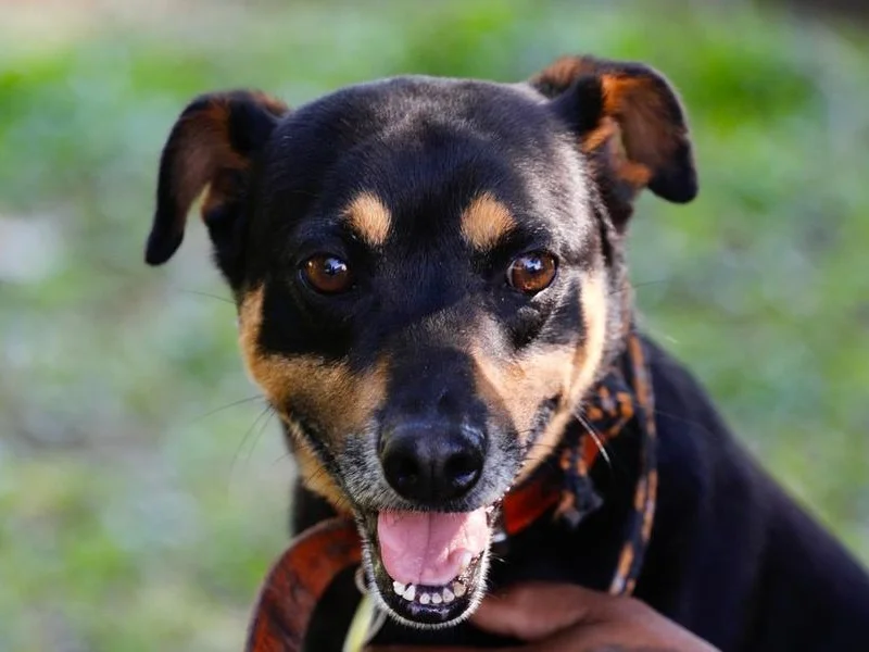 Entenda os principais pontos da lei para resgate de animais em desastres aprovada no Senado