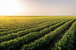 Farsul reafirma rejeição à “multa da moega” e critica falta de avanço em negociações de royalties da soja