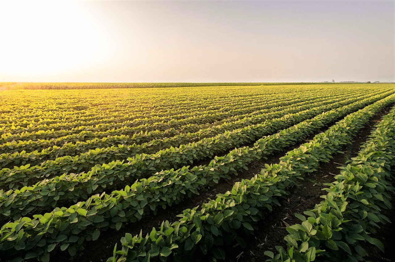 Farsul reafirma rejeição à “multa da moega” e critica falta de avanço em negociações de royalties da soja