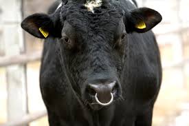 Nascem primeiros animais em projeto de taurinos para pecuária familiar