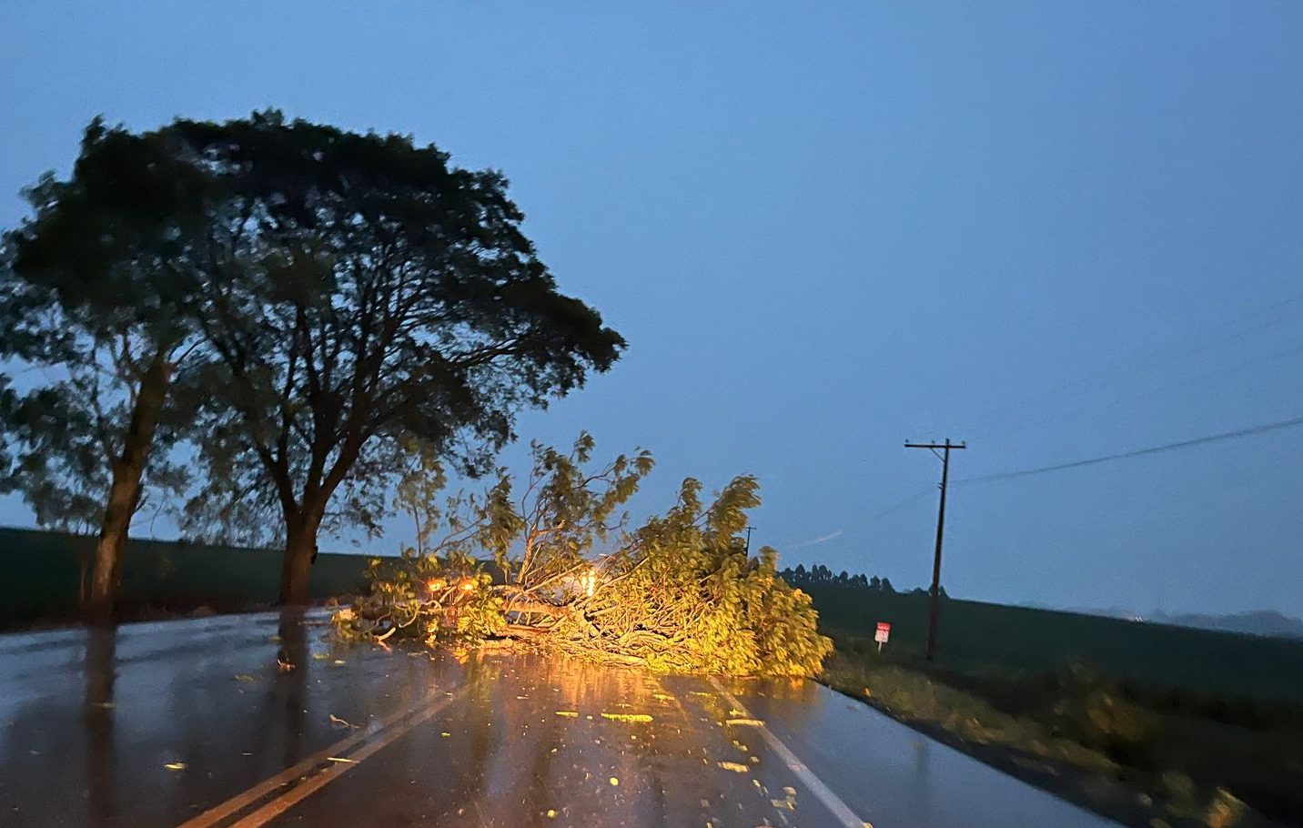 Temporal derruba árvore e provoca transtornos na ERS-142 entre Carazinho e Não-Me-Toque