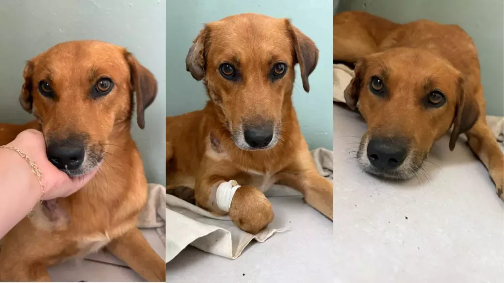 Polícia investiga a morte de seis cães no Rio Grande do Sul