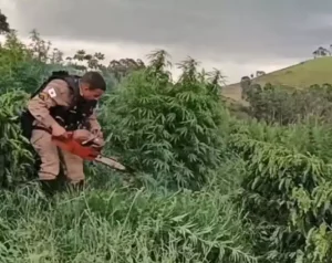 Polícia corta e queima cerca de 500 pés de maconha em plantação mantida por família em Minas Gerais