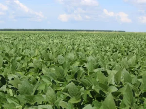 Sistema Farsul mantém negociações sobre royalties da soja