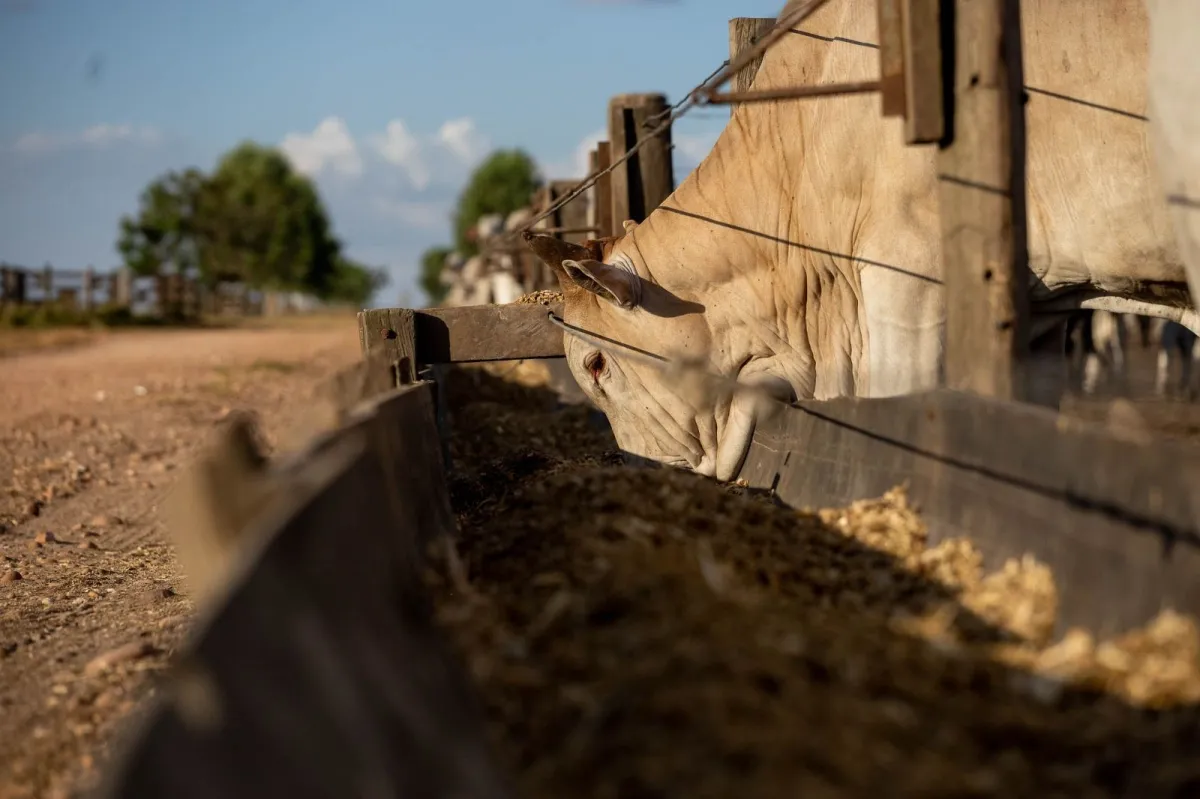 Brasil registra 9,25 milhões de bovinos confinados em 2025