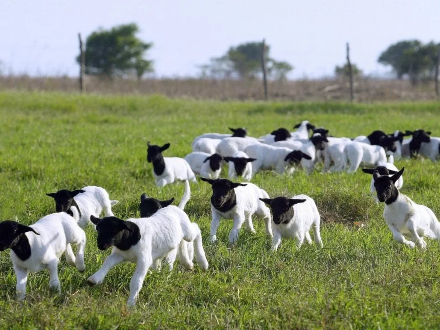 Registros de ovinos sobem 5% e transferências avançam 6,5% em 2025