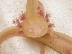 Sob risco crítico de extinção, axolotes resgatados em operação contra o tráfico de animais estão abrigados no Parque Zoológico