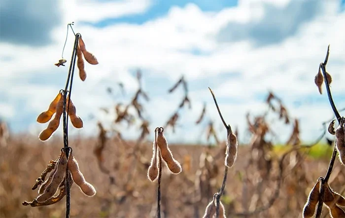 Fórum Nacional da Soja debate logística, mercado e novo ciclo do grão na Expodireto