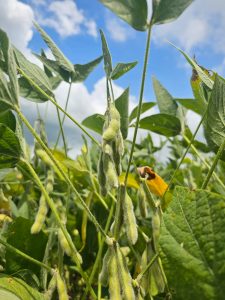 Soja brasileira se destaca no cenário mundial pelo maior teor de proteína