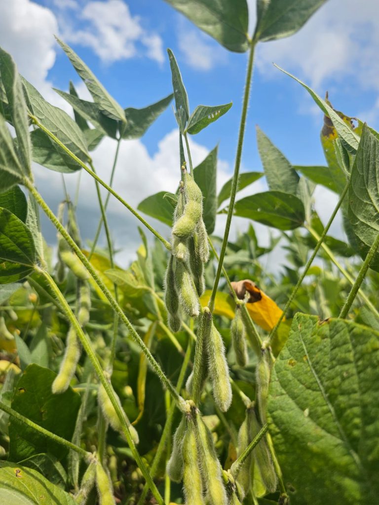 Soja brasileira se destaca no cenário mundial pelo maior teor de proteína