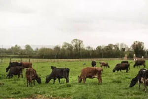 Prazo para Declaração Anual de Rebanho começa nesta quarta no Rio Grande do Sul