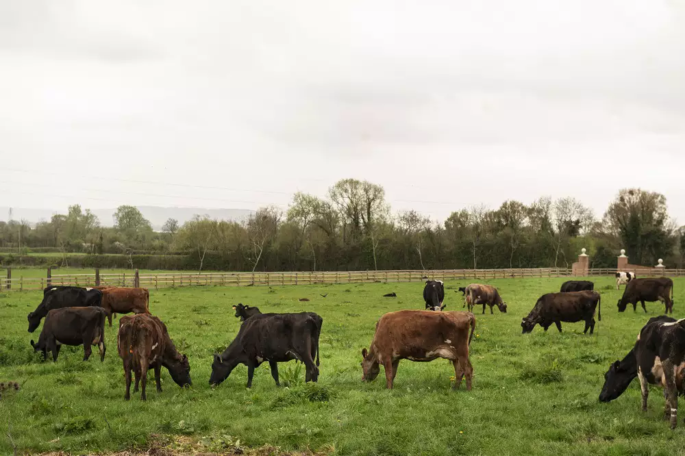 Prazo para Declaração Anual de Rebanho começa nesta quarta no Rio Grande do Sul