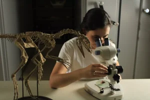 Cientistas da Universidade Federal de Santa Maria reconstroem o cérebro de réptil de 233 milhões de anos encontrado no RS