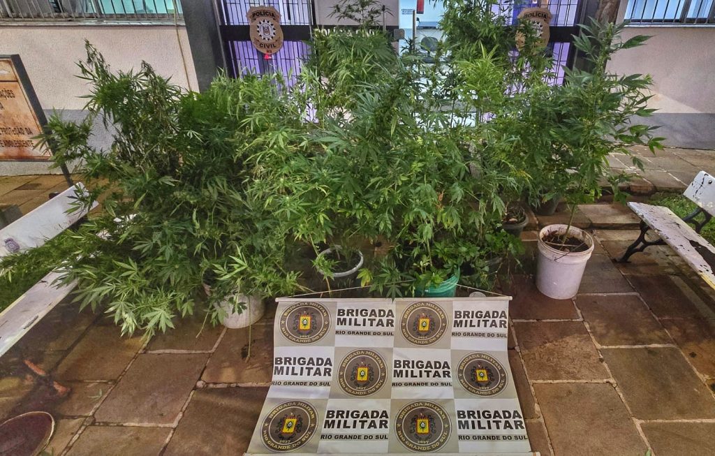 Brigada Militar prende homem e apreende 36 pés de maconha em Carazinho