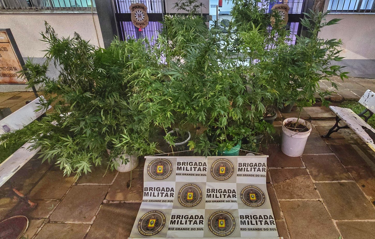 Brigada Militar prende homem e apreende 36 pés de maconha em Carazinho