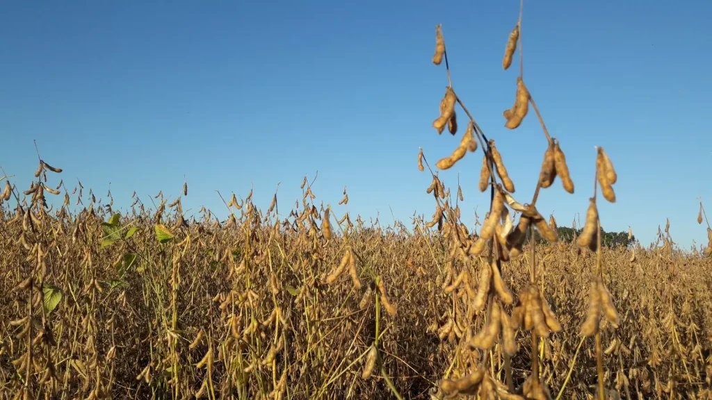 Fenasoja Soy Summit coloca Santa Rosa na pauta da transição energética