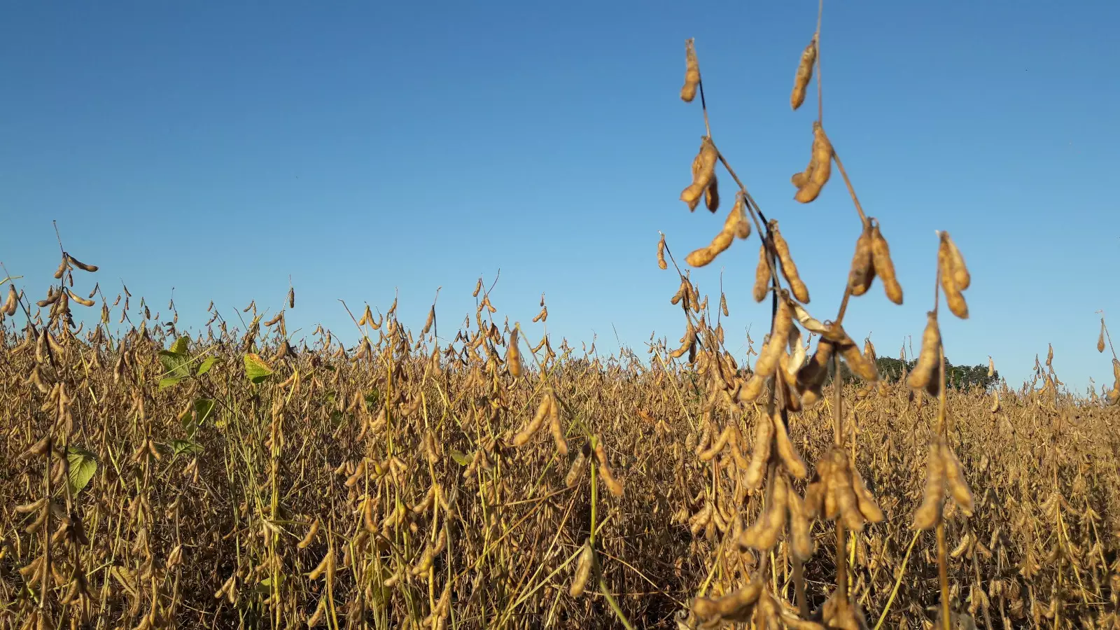 Fenasoja Soy Summit coloca Santa Rosa na pauta da transição energética