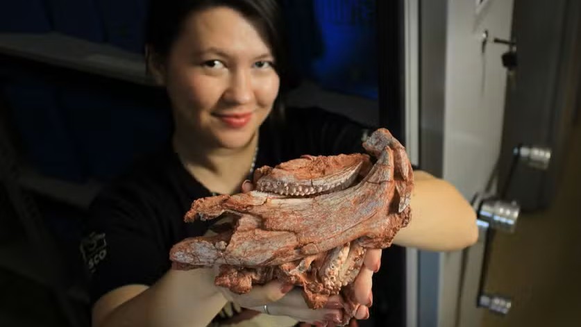 Fóssil descoberto no RS revela espécie de réptil: novo ‘rincossauro’ viveu há 230 milhões de anos