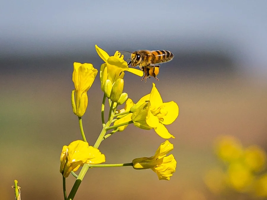 Curso gratuito sobre integração entre apicultura e sojicultura