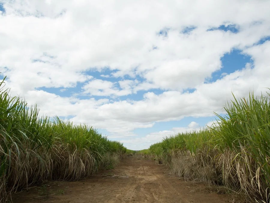 Etanol gera economia superior a R$ 2,5 bilhões em março