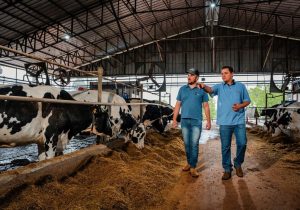 Cotrijal e CCGL destinam mais de R$ 2,7 milhões para associados, por meio da distribuição de resultados