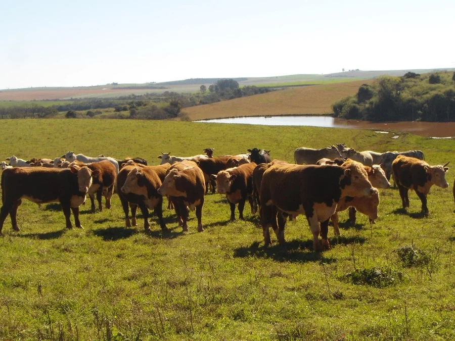 Declaração de Rebanho e atualização cadastral iniciam nesta quarta-feira
