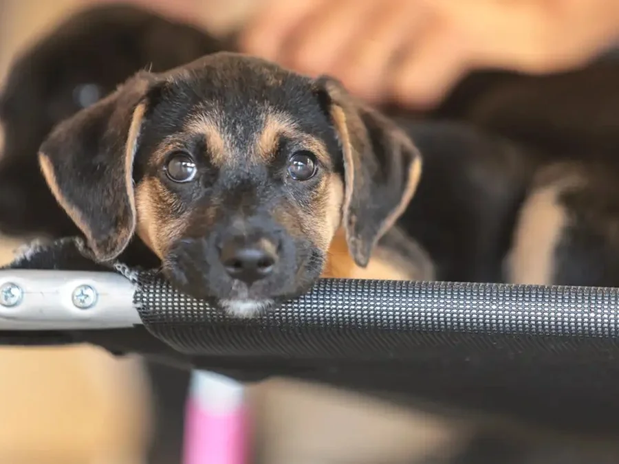 Lei de guarda compartilhada de pets é publicada