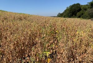 Seguro rural exige notificação prévia e organização de provas em caso de perdas