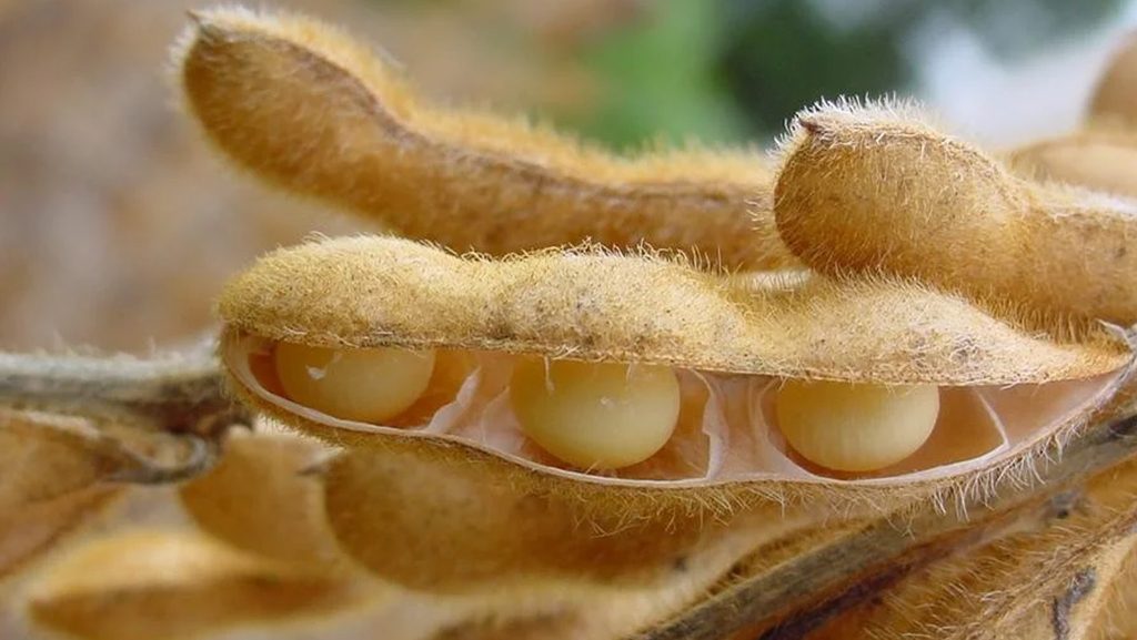 Vazio sanitário da soja começa em julho no RS