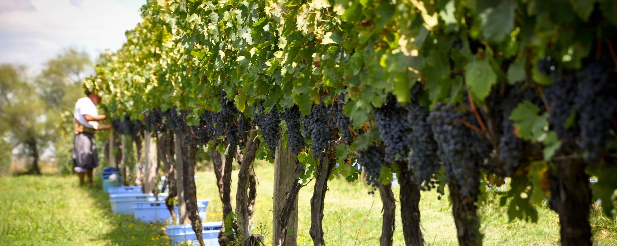 Campanha gaúcha se firma como polo de vinhos finos