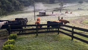 Geada cobre campos em cidade com mínima de -1,2°C no RS