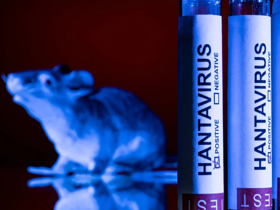 Hantavírus: o que é, como se transmite e por que casos em cruzeiro não indicam risco de pandemia