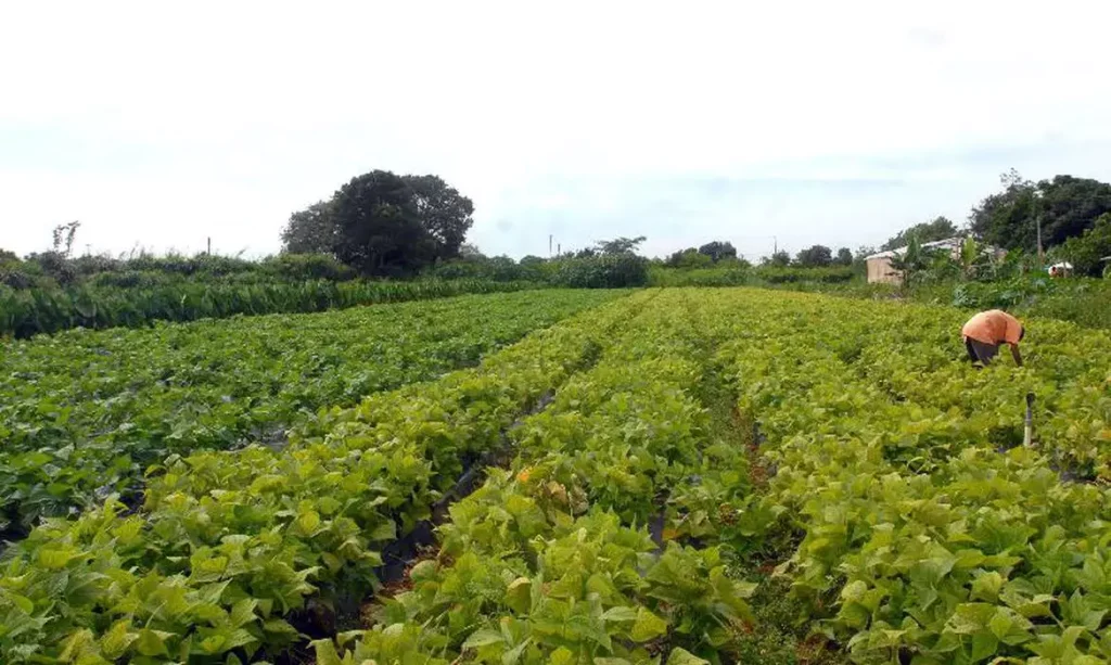 Conselho Monetário Nacional adia regras ambientais para cŕedito rural