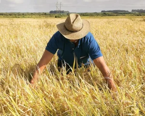 Produtores de arroz pedem tratamento diferenciado ao RS pelo governo federal