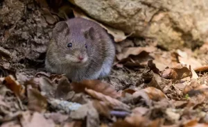 Hantavírus no Brasil: saiba quais os riscos e como prevenir a doença