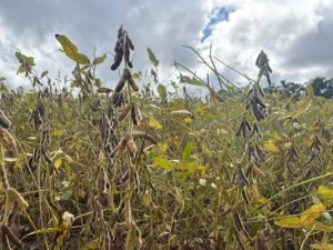 Farsul defende prazo mínimo de 15 anos para pagamento de dívidas do campo