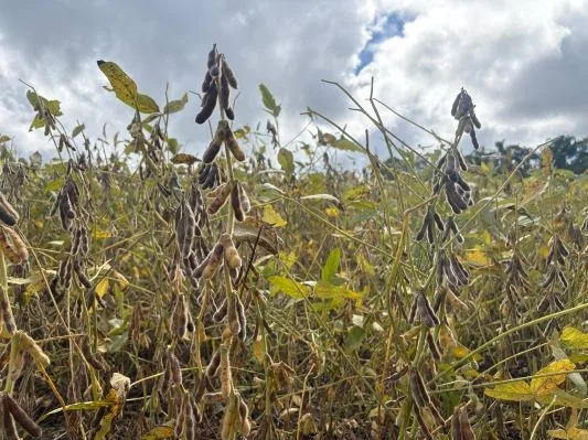 Farsul defende prazo mínimo de 15 anos para pagamento de dívidas do campo