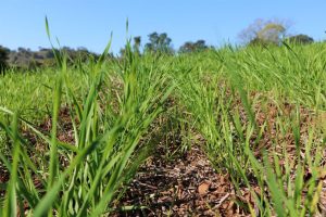 Mesmo com redução de área trigo continua sendo a principal cultivar de inverno em Não-Me-Toque