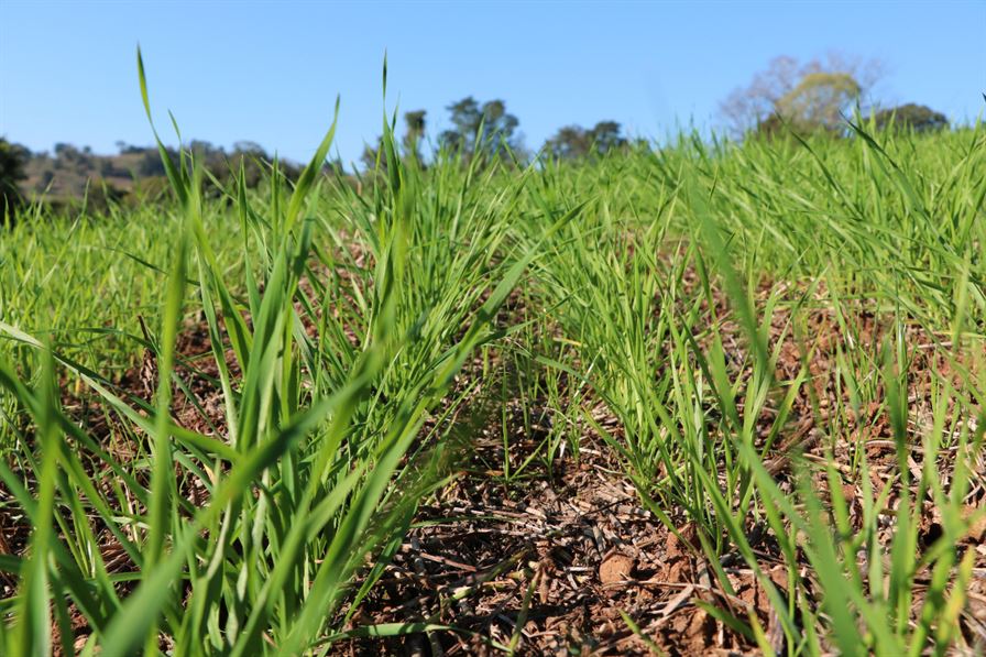 Mesmo com redução de área trigo continua sendo a principal cultivar de inverno em Não-Me-Toque